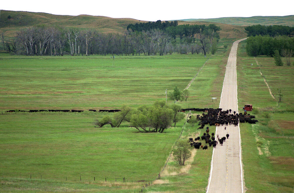 2. cattle drive (reduced).jpg